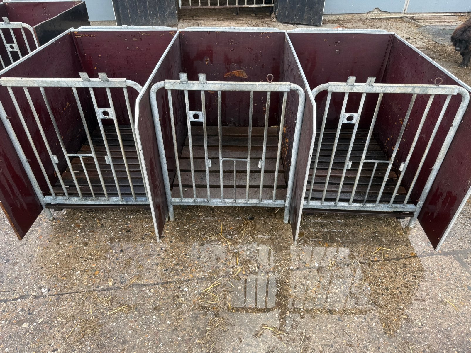 Eenlingboxen kalverhokken kalverboxen, Dieren en Toebehoren