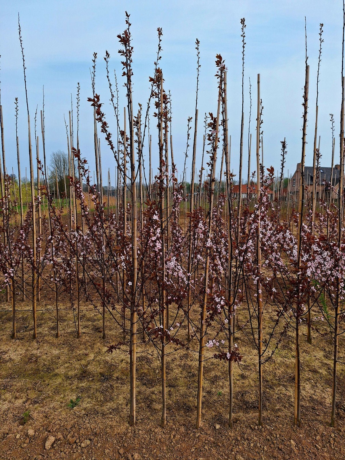 Prunus cerasifera 'Nigra' (rode Kerspruim) 🍁, Ophalen, Nieuw