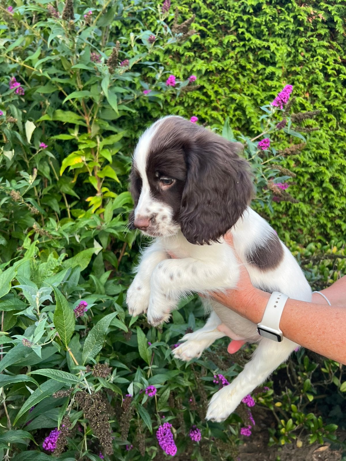 Mooie Engelse springer x working cocker pup, België, Particulier, Reu, 8 tot 15 weken