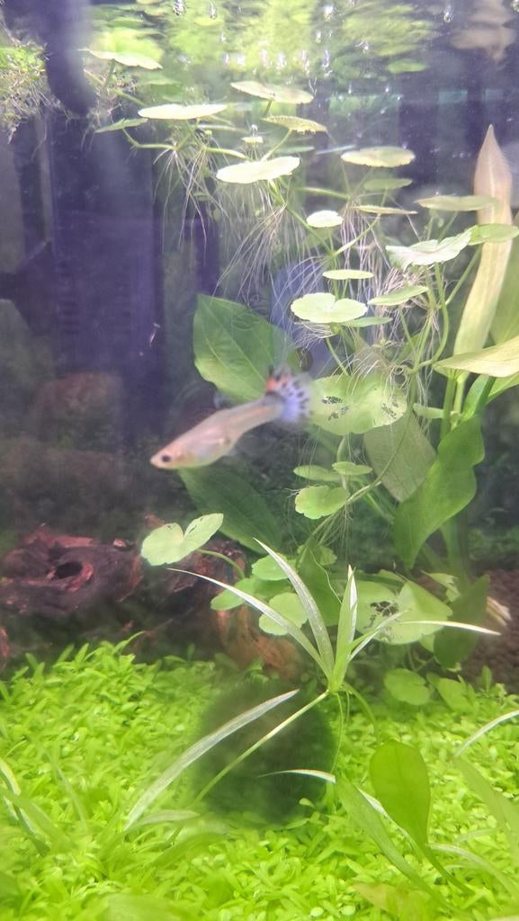 Guppy vrouw, Vis