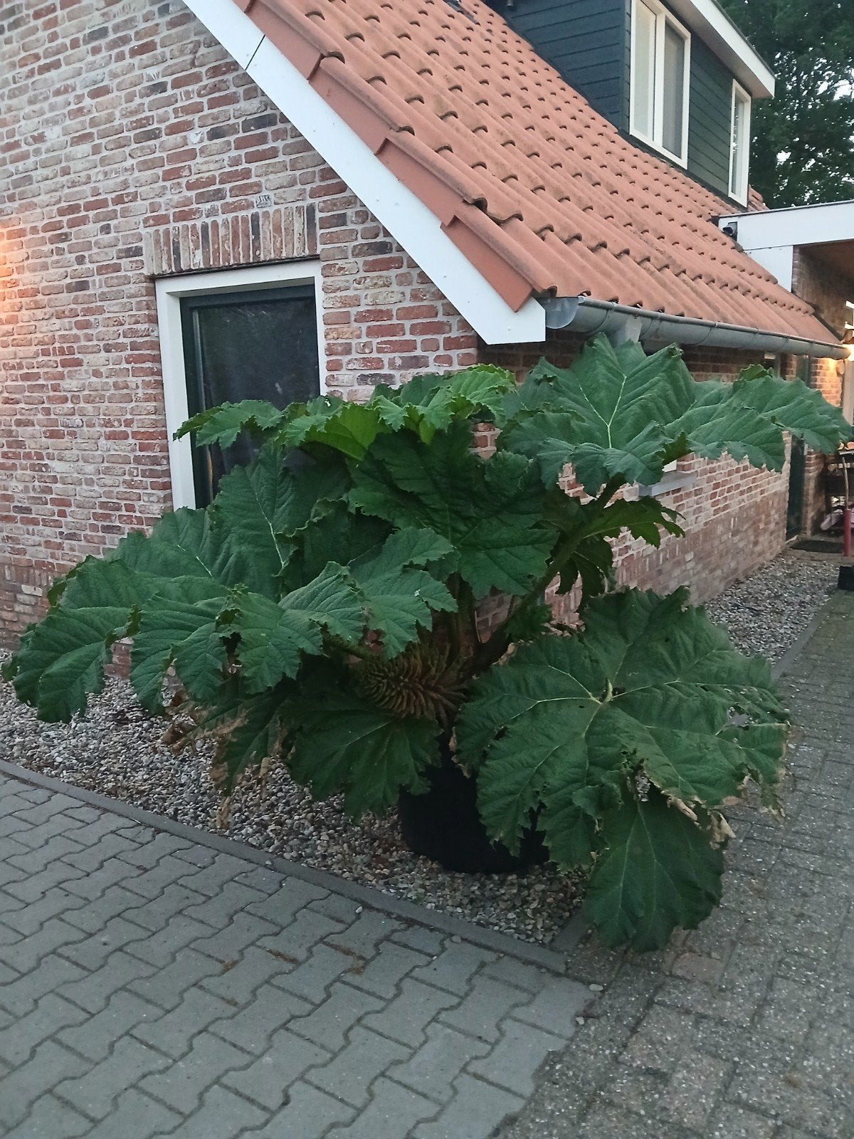 Gunnera Manicata in 180L pot - Reuzenrabarber, Ophalen of Verzenden, Overige soorten, Volle zon
