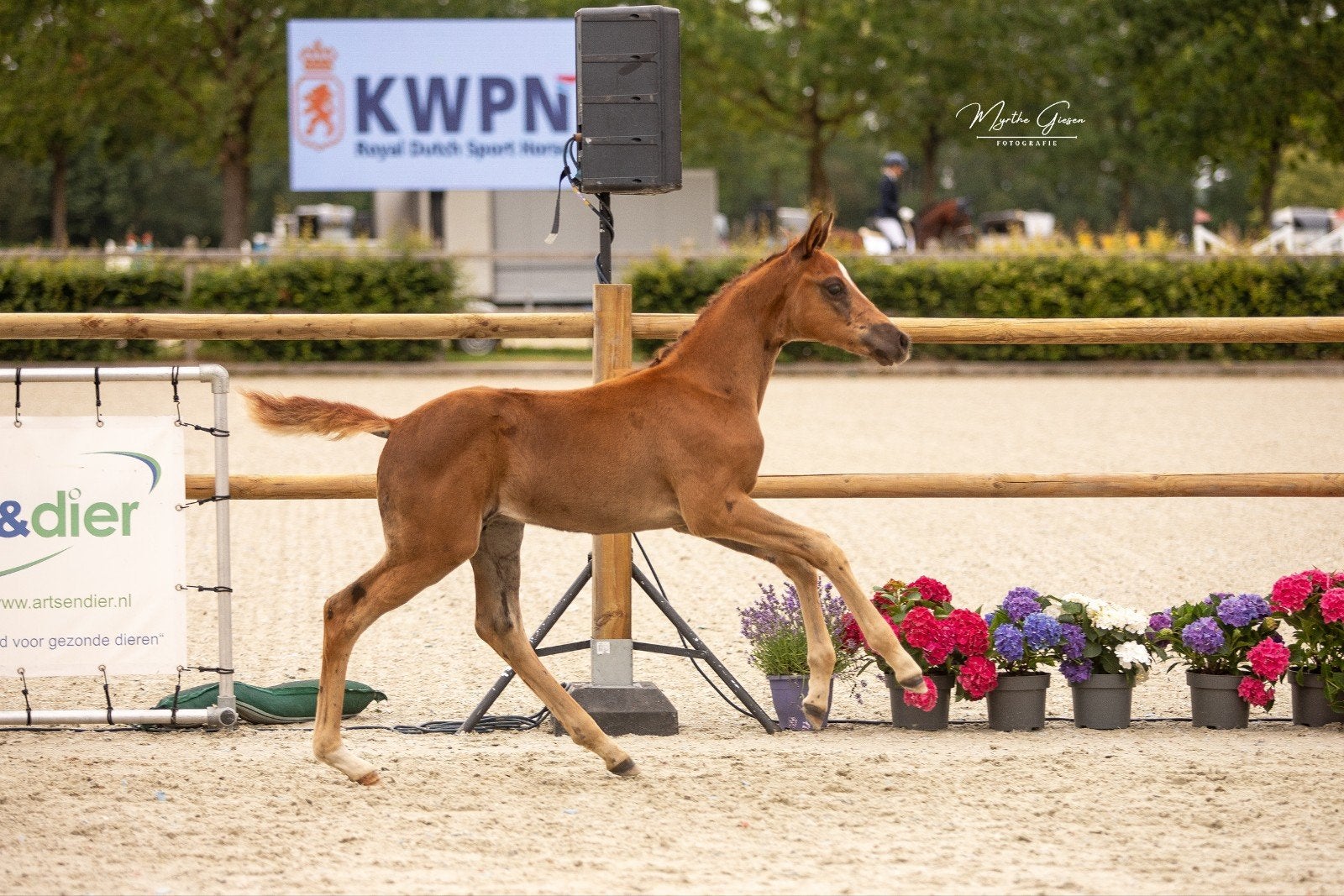 Kwaliteitsvol Kwpn hengstveulen van Bocelli TN, Dieren en Toebehoren, Paarden, Hengst, Dressuurpaard, 0 tot 2 jaar