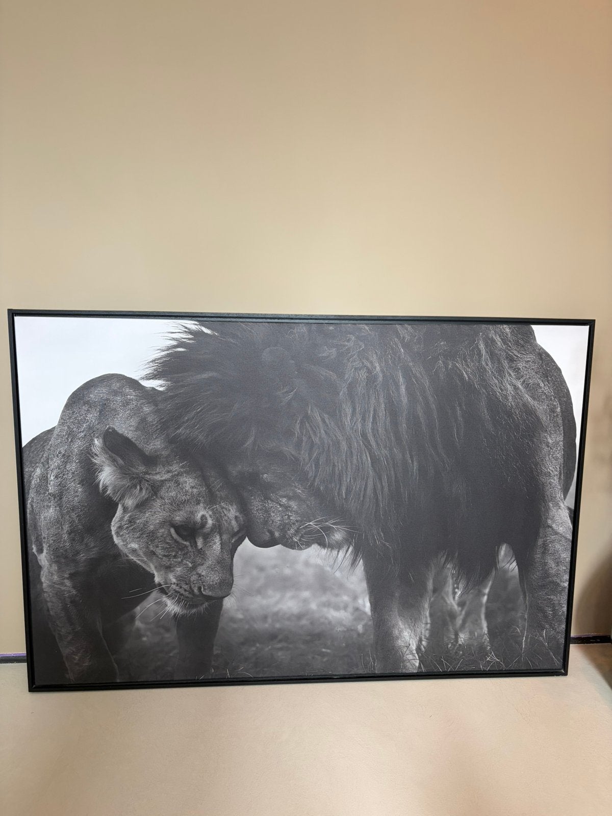 Canvas schilderij leeuw, Ophalen, 125 cm of meer, Zo goed als nieuw, Schilderij