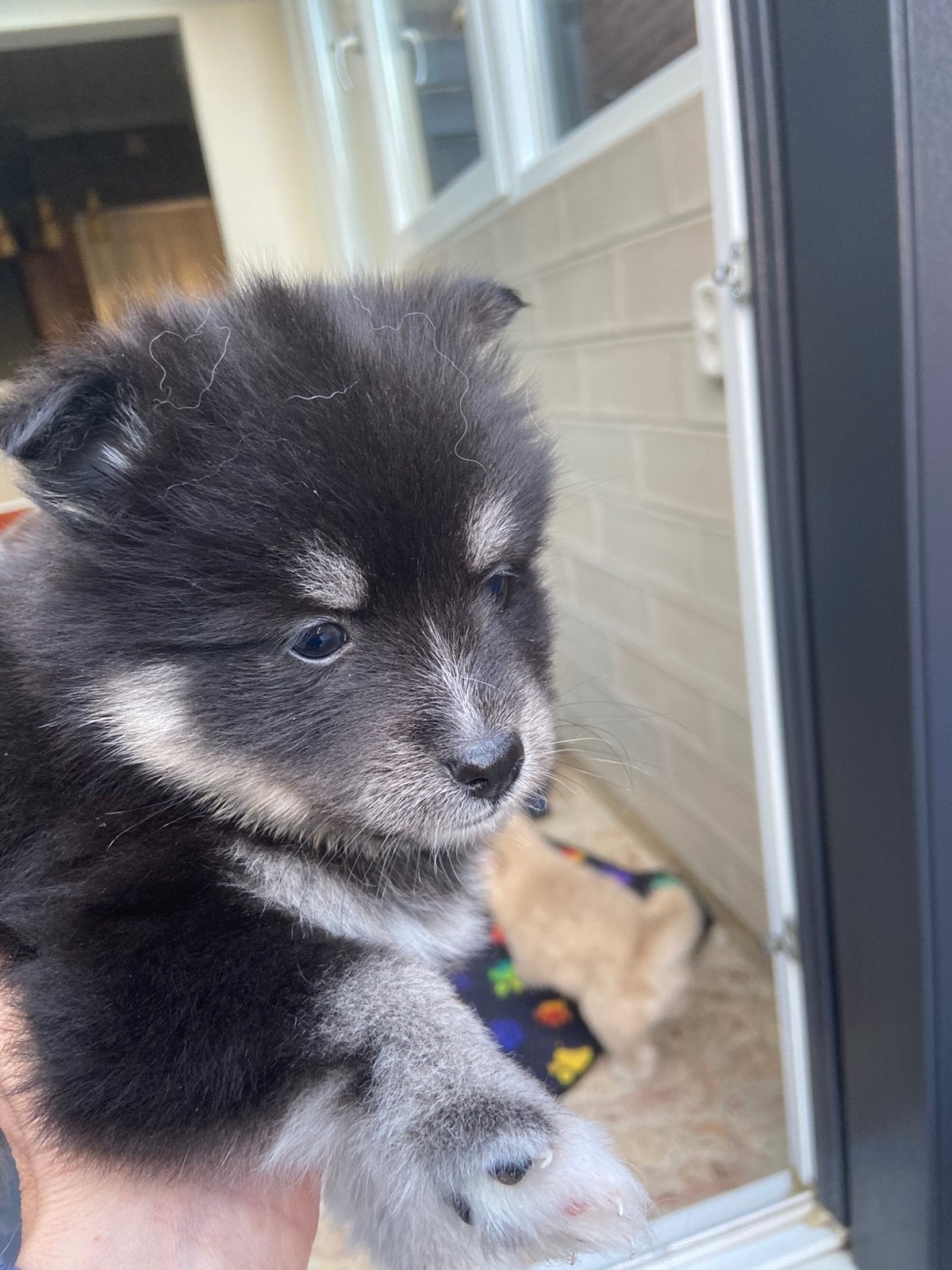 prachtige F2 pomsky pups met epr stamboom !, Dieren en Toebehoren, Overige rassen, CDV (hondenziekte), 8 tot 15 weken, Meerdere