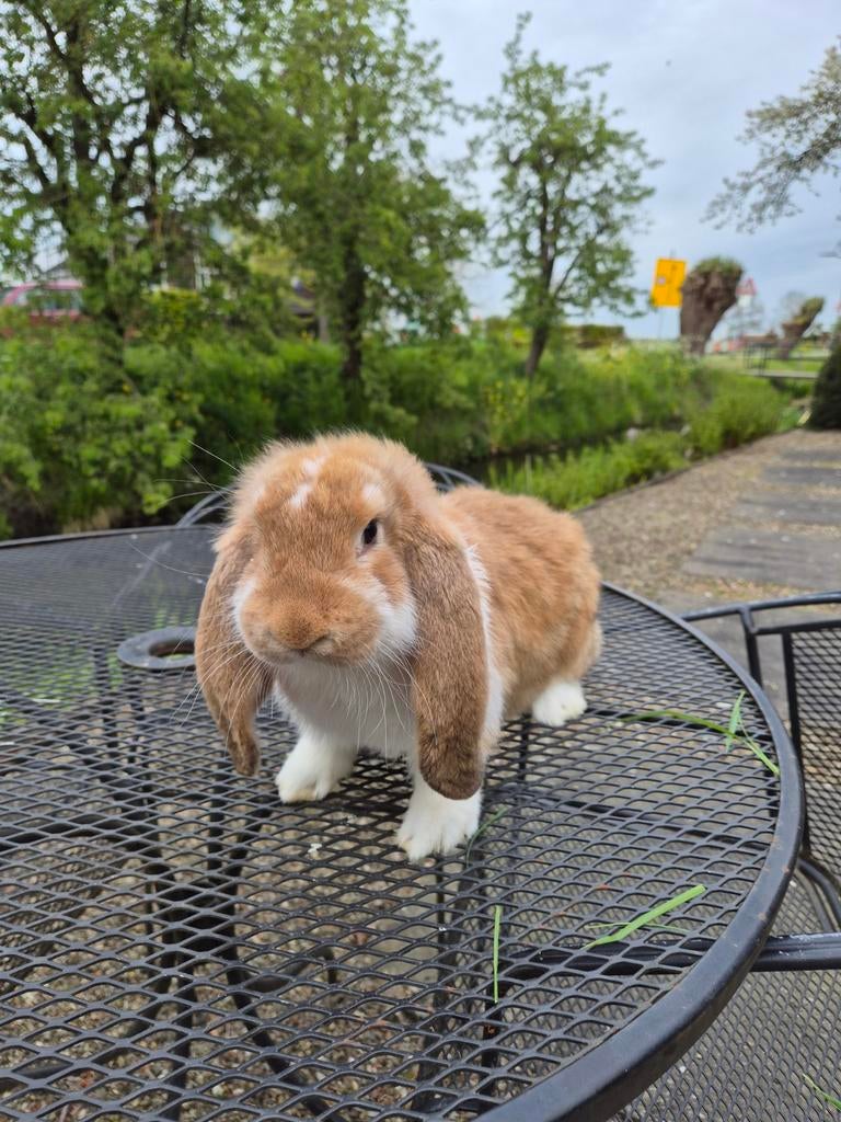 Franse hangoor voedster fawn, Dieren en Toebehoren, Konijnen, Vrouwelijk, Groot, Hangoor, 0 tot 2 jaar