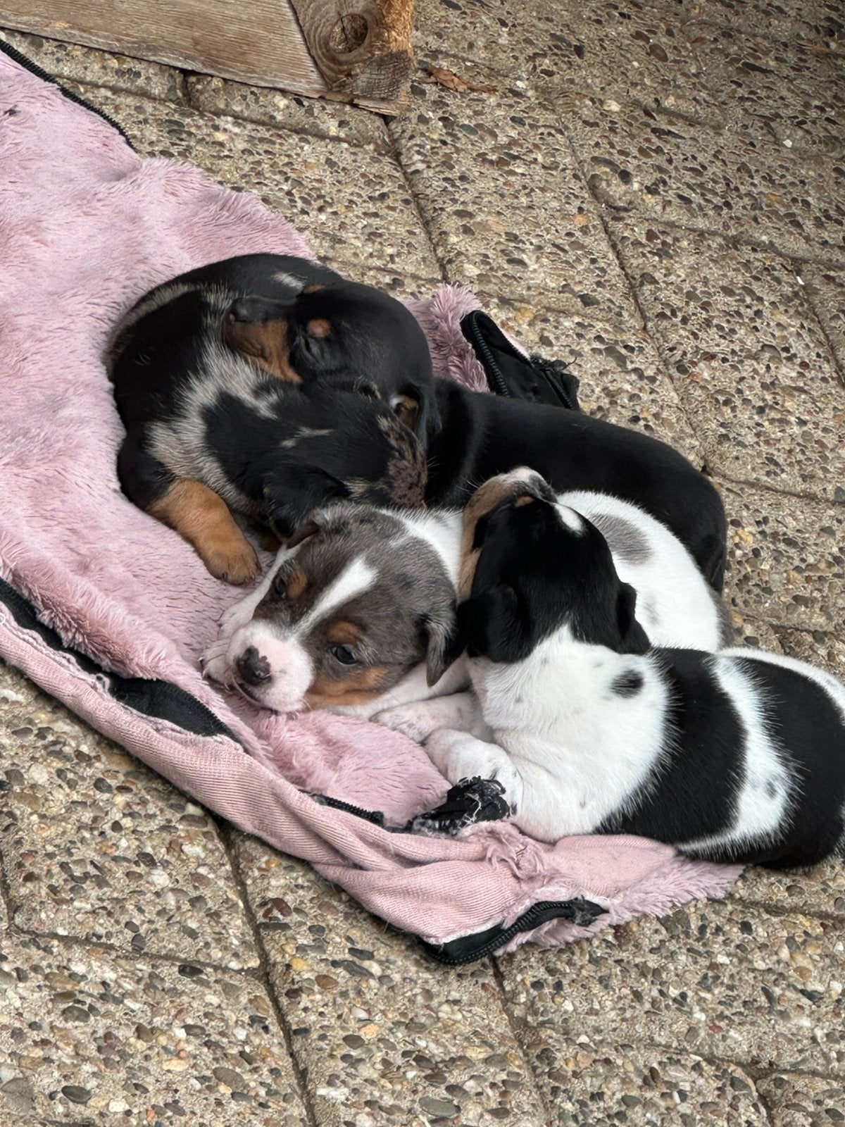 Knappe sociale Jack russell pups, Dieren en Toebehoren, Jack Russell Terriër, 8 tot 15 weken, Parvo, Meerdere dieren