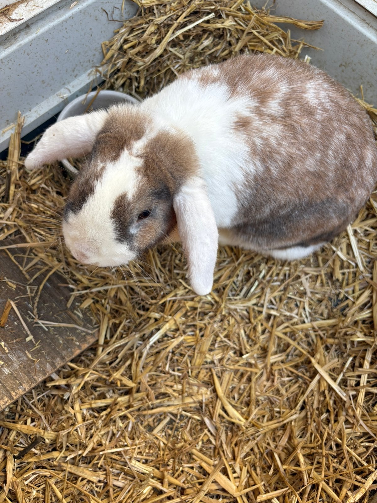 Nederlandse hangoor konijn, Dieren en Toebehoren, Vrouwelijk, Hangoor