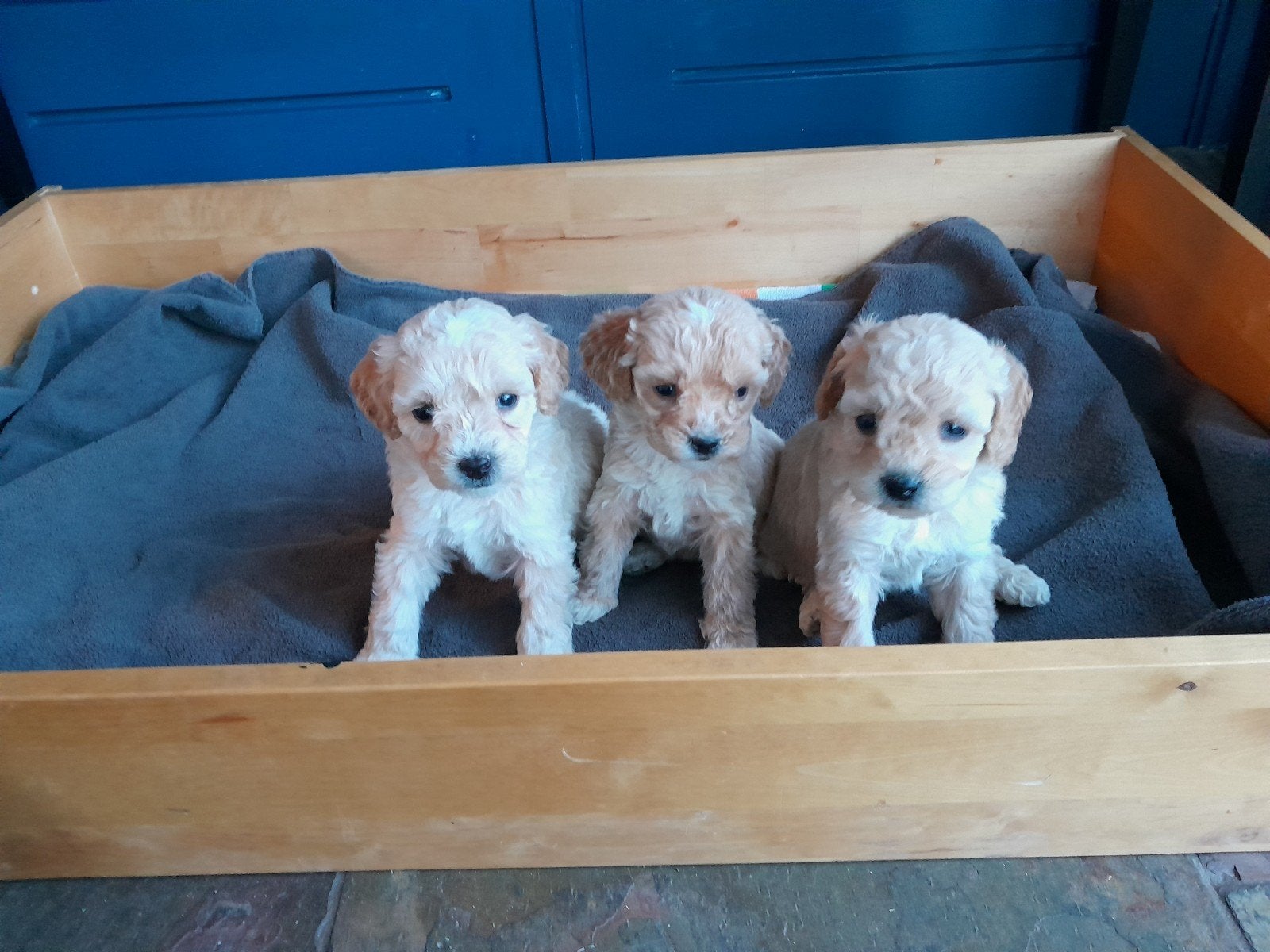 mini labradoodle pups, Overige rassen, 8 tot 15 weken, Meerdere, Meerdere dieren