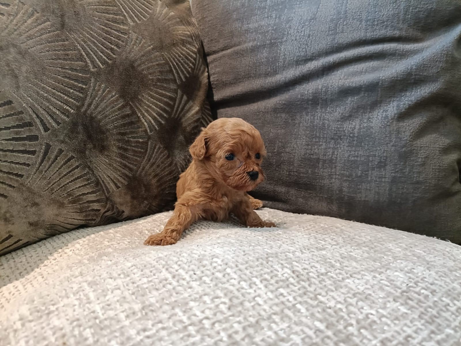 Unieke mini Maltipoo pups met garantie!, Dieren en Toebehoren, Honden | Chihuahua's en Gezelschapshonden, Poedel, 8 tot 15 weken