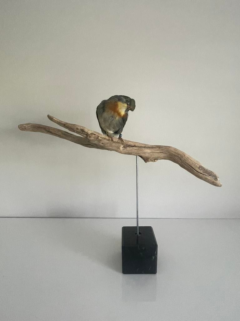 Taxidermie Japanse nachtegaal, Ophalen of Verzenden, Zo goed als nieuw, Vogel, Opgezet dier