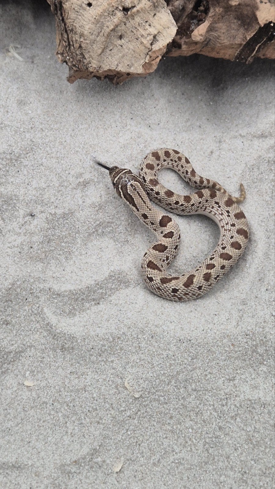 Haakneusslang Hognose Snake - female for sale from De Jong
