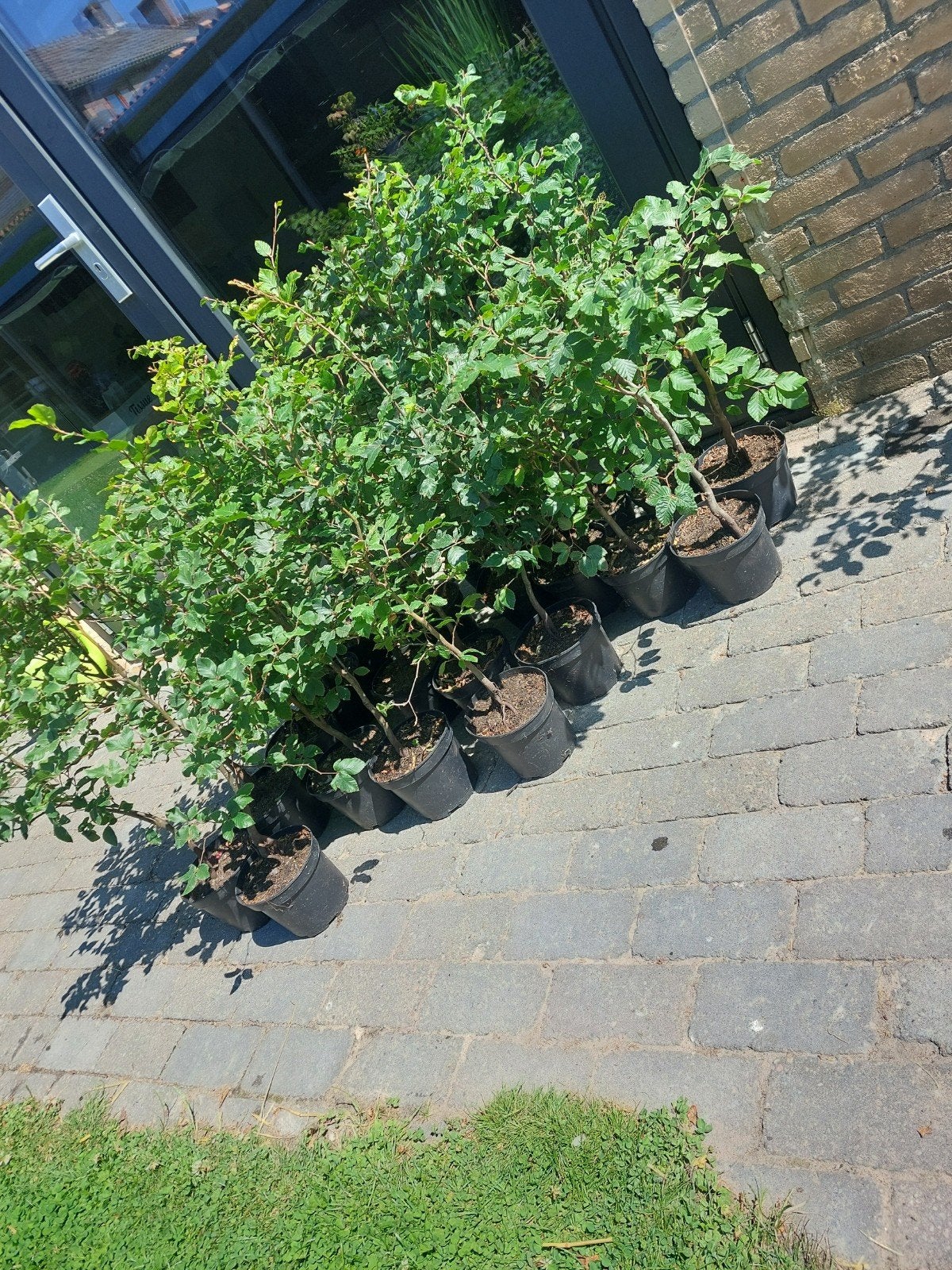Partij van 20 bladhoudende beuken, Tuin en Terras, Planten | Struiken en Hagen, Ophalen, Beukenhaag, 100 tot 250 cm