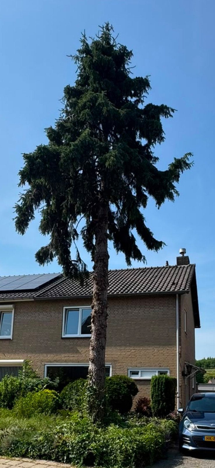 GRATIS dennenhout GRATIS, Ophalen, Volle zon, Overige soorten