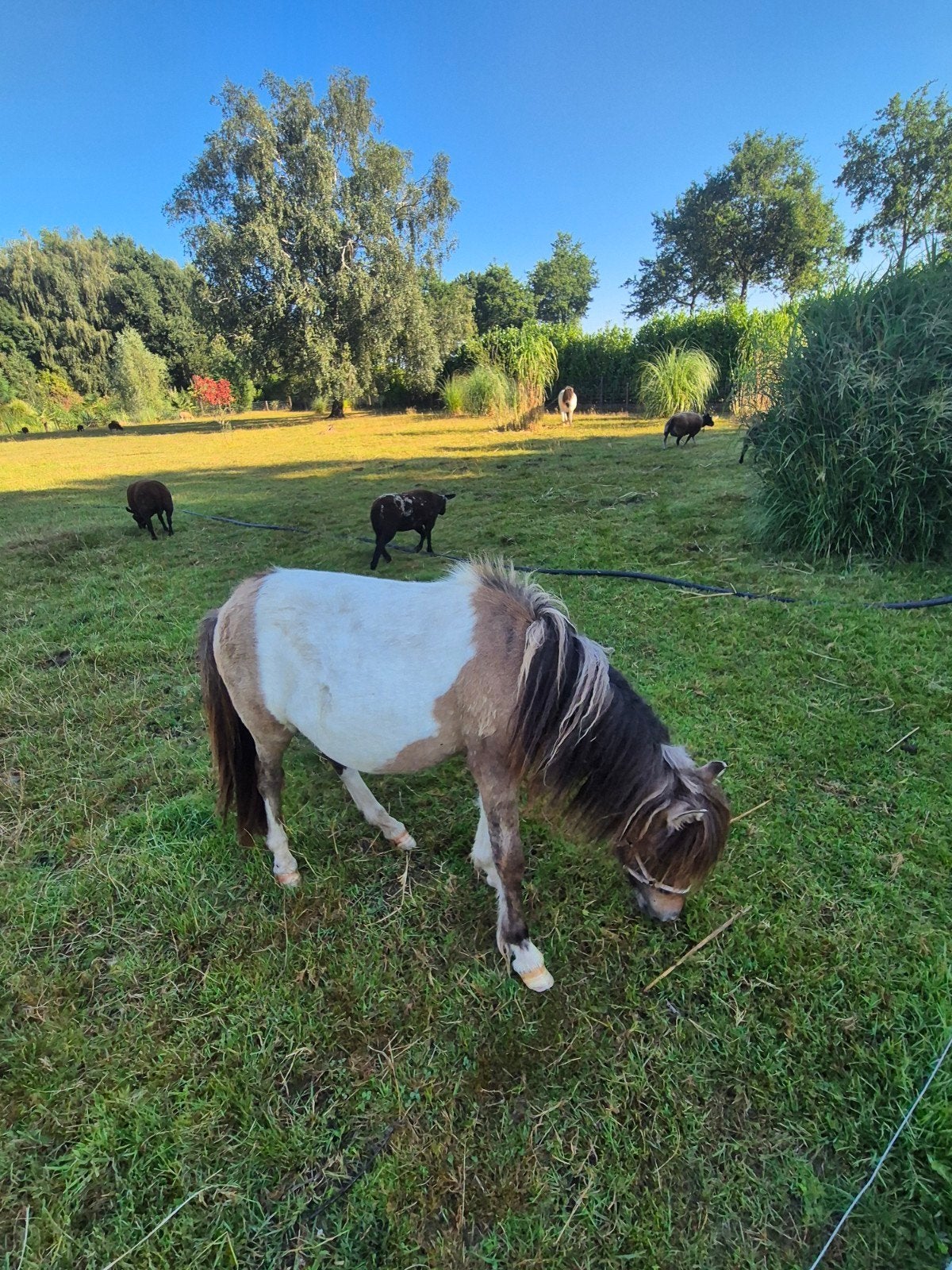 te koop wildkleur bruinbont shetland jaarling hengstje, Dieren en Toebehoren, Met stamboom, Niet van toepassing, 0 tot 2 jaar