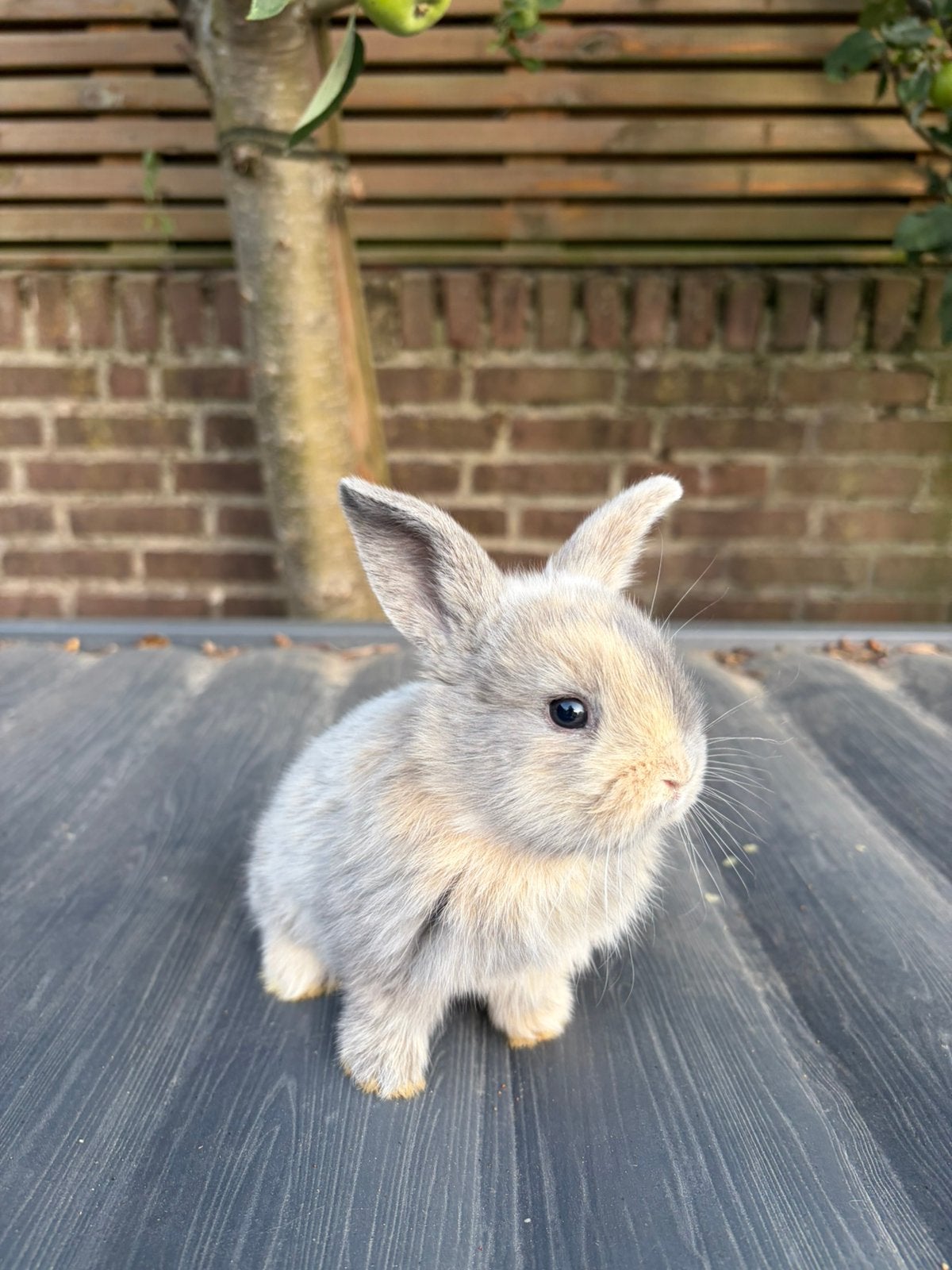 NHD dwergkonijn x minilop, Dieren en Toebehoren, Konijnen, Mannelijk, Dwerg