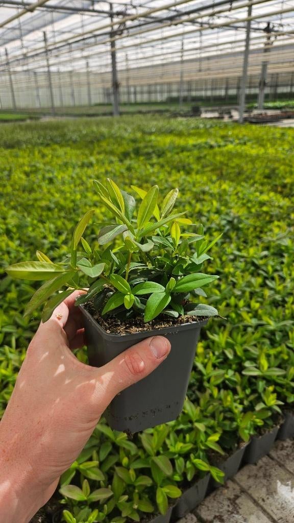 Hypericum Calycinum - hertshooi - vaste plant, Bodembedekkers, Volle zon, Vaste plant, Ophalen of Verzenden