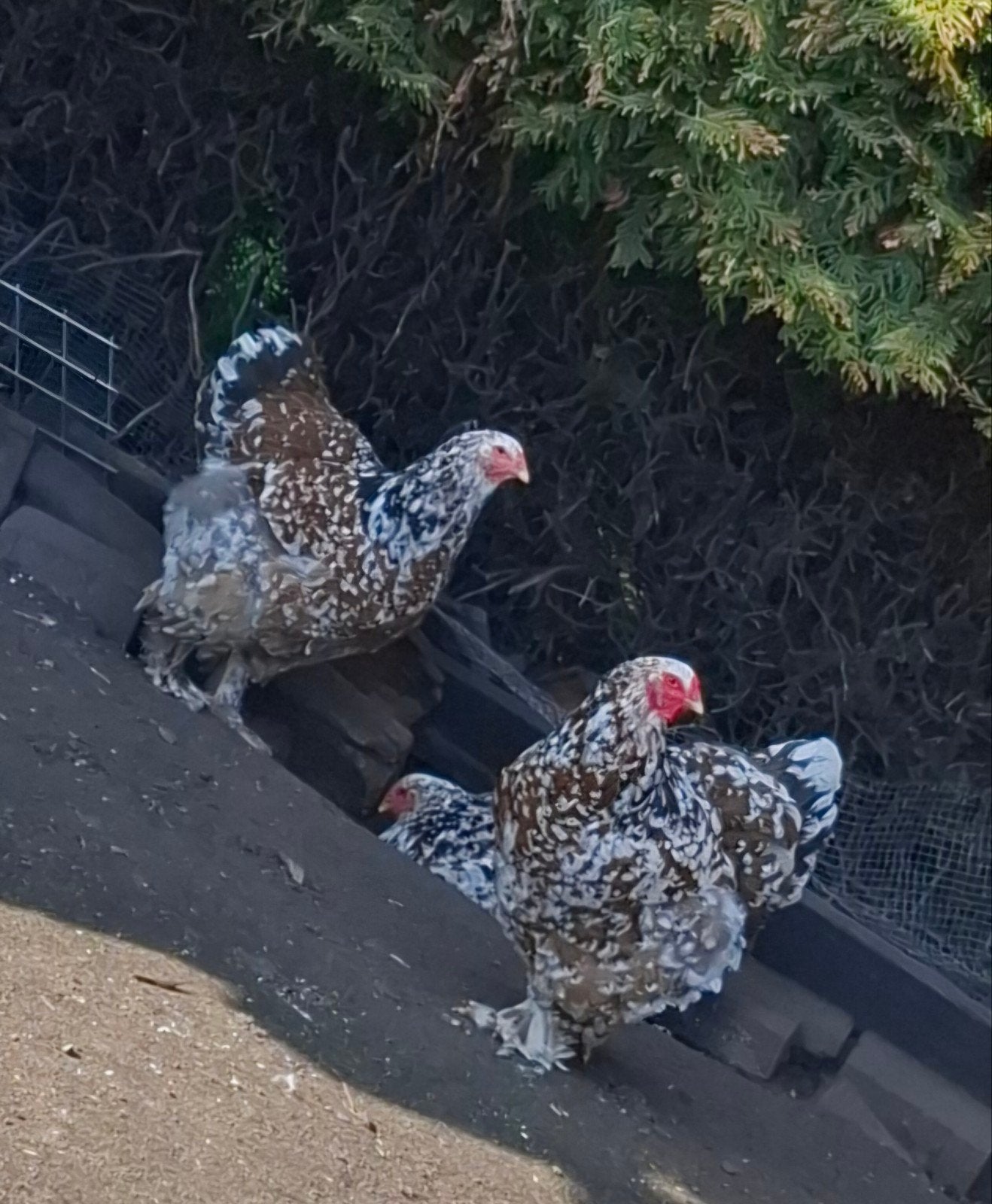 Broedeieren Brahma porselein, Dieren en Toebehoren, Pluimvee, Geslacht onbekend, Kip