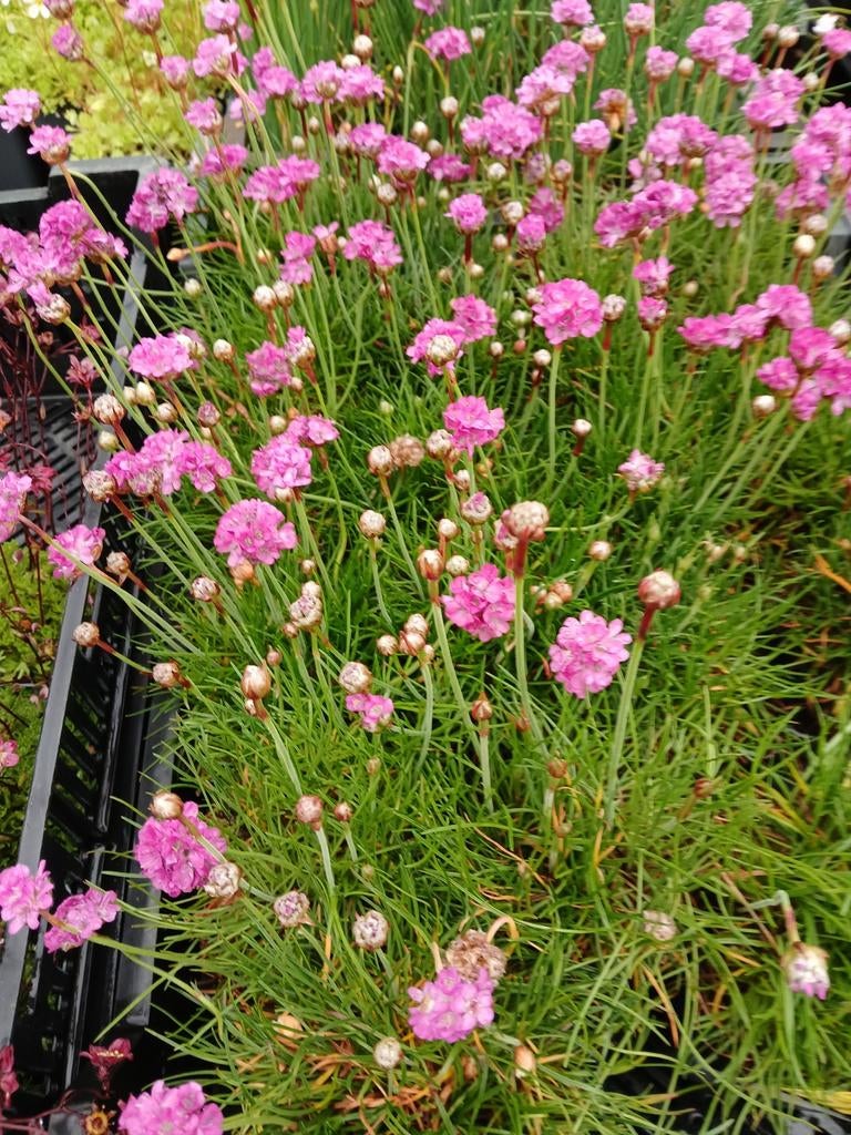 Armeria maritima 'Splendens' - Roze Zeeanjelier, Tuin en Terras, Planten | Tuinplanten, Ophalen of Verzenden, Overige soorten