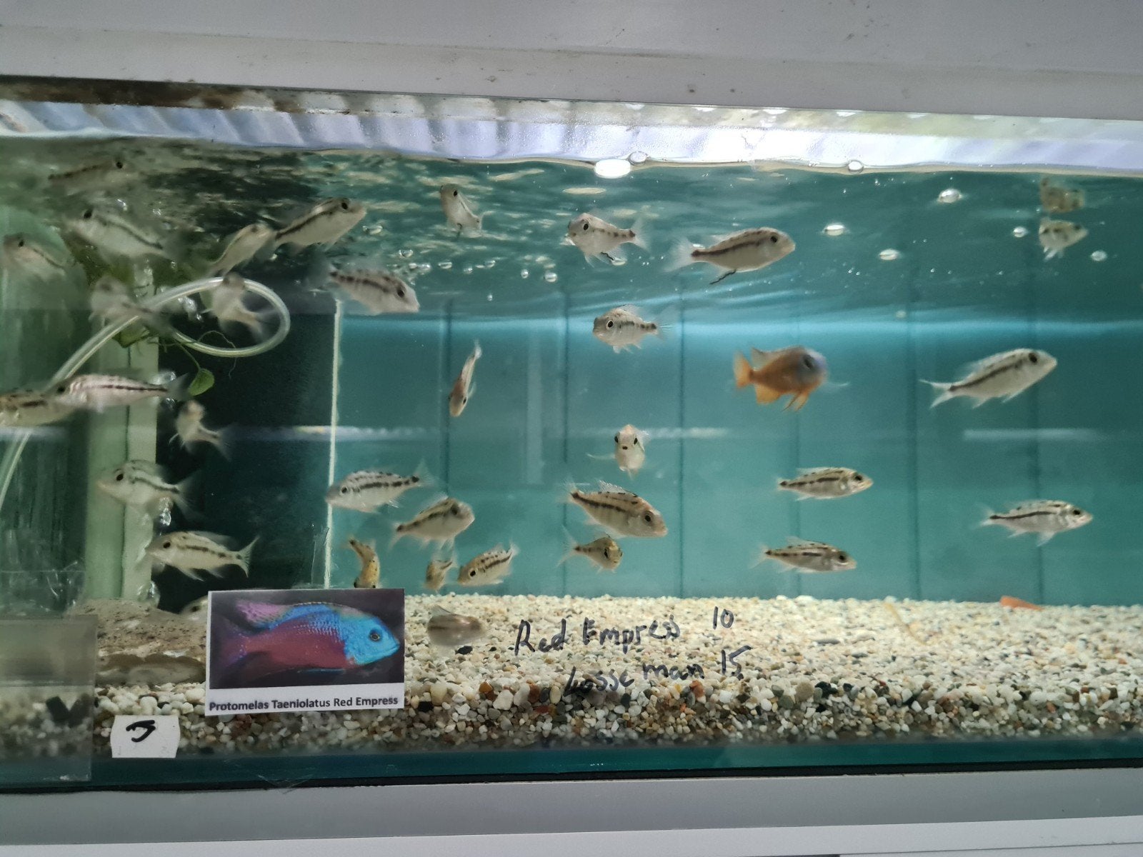 Protomelas Taeniolatus Malawi Cichliden Boadzulu  Red Empres, Vis, Zoetwatervis