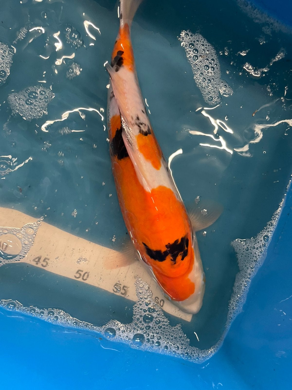 Mooie doitsu sanke van 40 cm, Karper of Koi