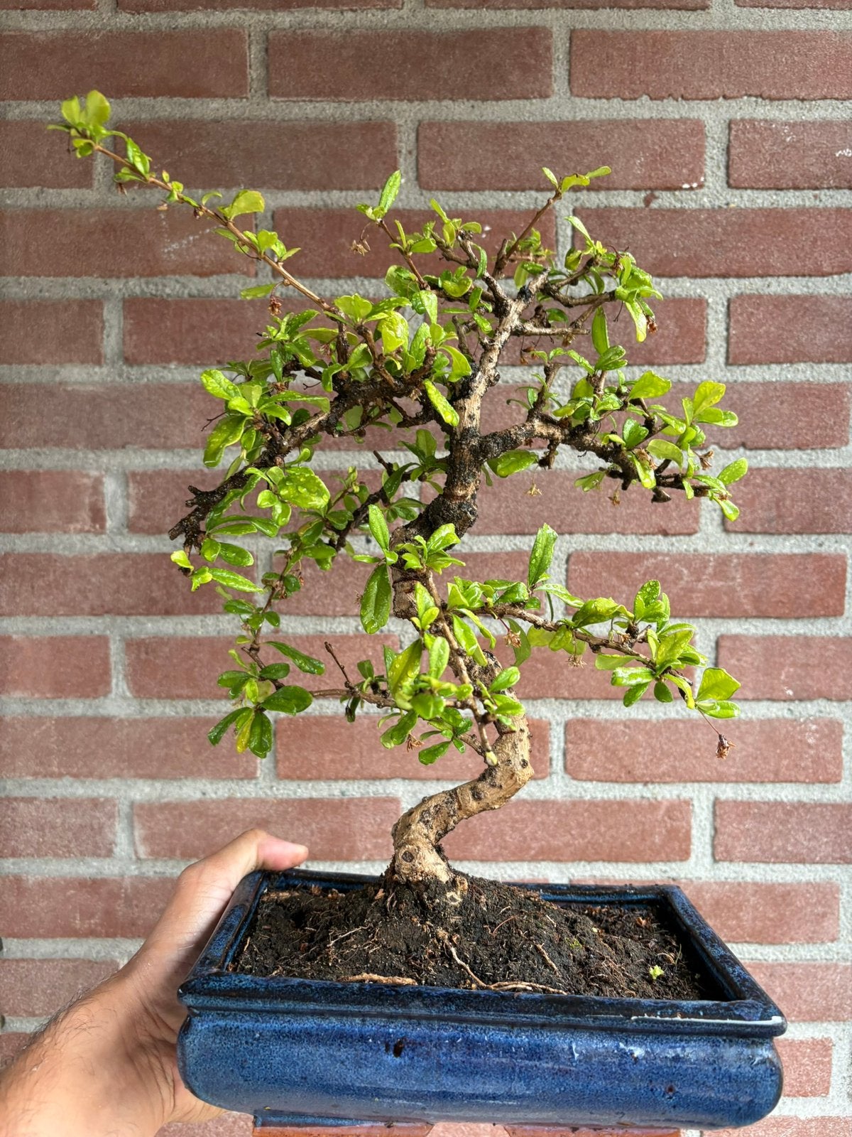 Camona bonsai, In pot, Bloeit niet, Halfschaduw, Minder dan 100 cm