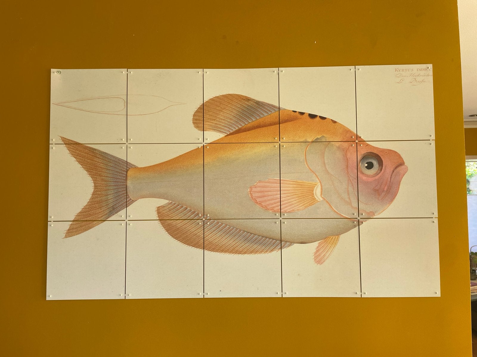 IXXI Wanddecoratie Gele Vis - Historische Illustratie, Gebruikt, Geel, 60 cm, Decoratieobject
