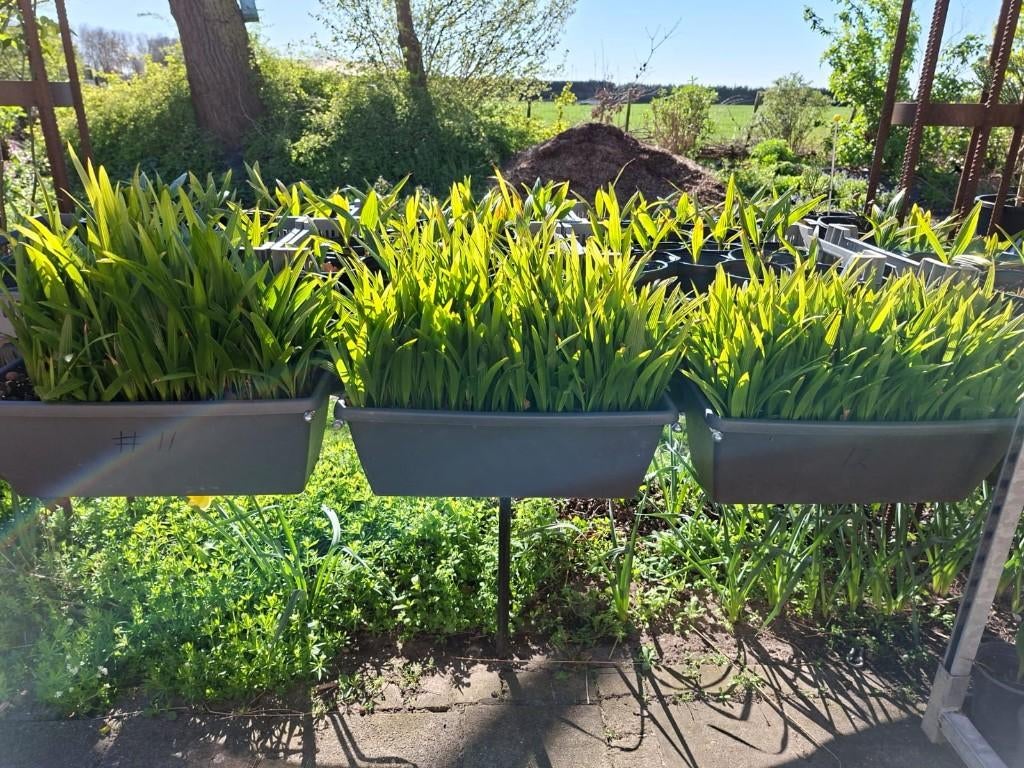 Zaailingen fortunei palmbomen | 200 stuks voor €49,-, Tuin en Terras, Overige soorten, Volle zon, Vaste plant, Ophalen of Verzenden