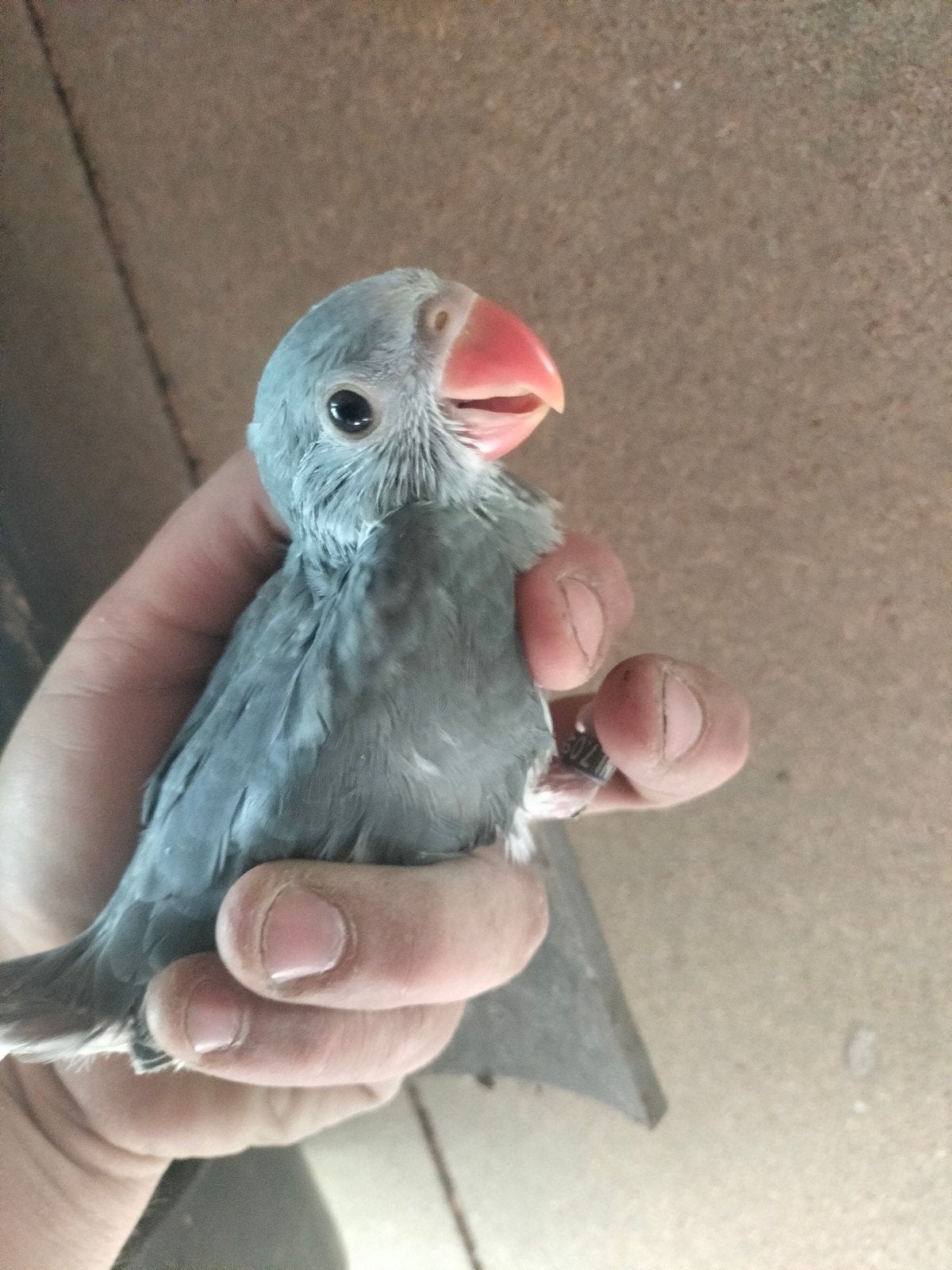 Grijze bleekstaart halsbandparkiet pop te koop, Dieren en Toebehoren, Vogels | Parkieten en Papegaaien, Vrouwelijk, Parkiet, Geringd