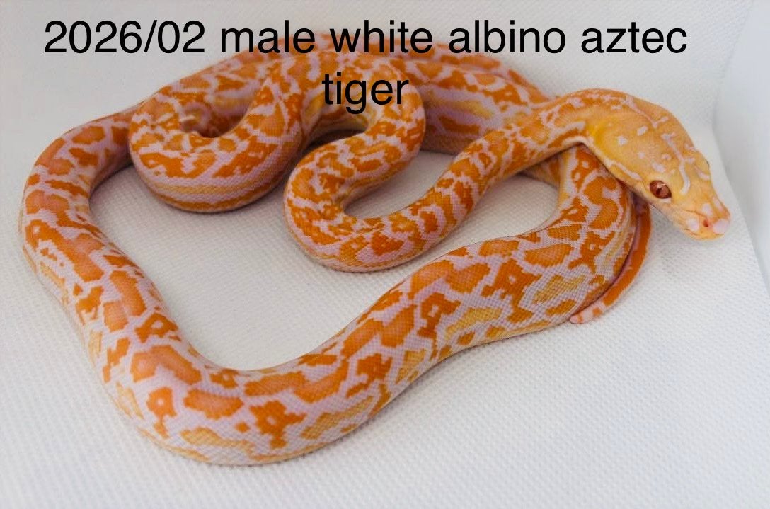 Nakweek Python Reticulatus