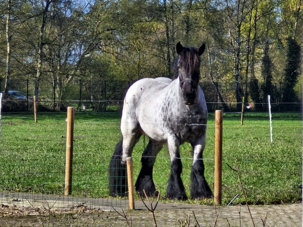Wegens omstandigheden te koop: Belgisch Trekpaard merrie, Dieren en Toebehoren, Merrie, 165 tot 170 cm, Met stamboom, 3 tot 6 jaar