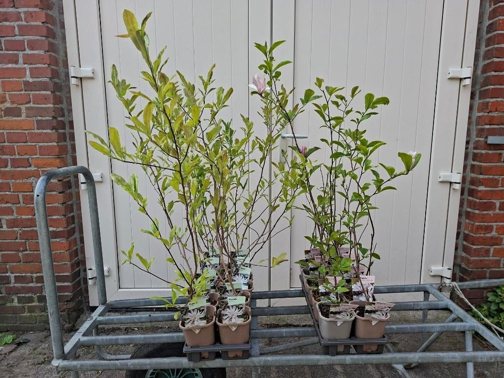 Mooie soorten Magnolia (Beverboom) in pot!, Overige soorten, Lente, Ophalen, Volle zon