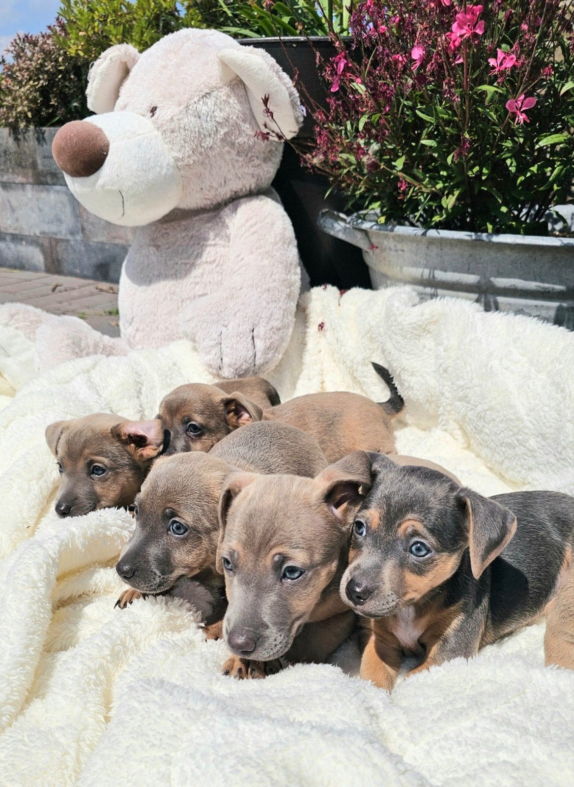 jackrussel pups, Dieren en Toebehoren, Honden | Jack Russells en Terriërs, Parvo, Jack Russell Terriër, 8 tot 15 weken, Meerdere