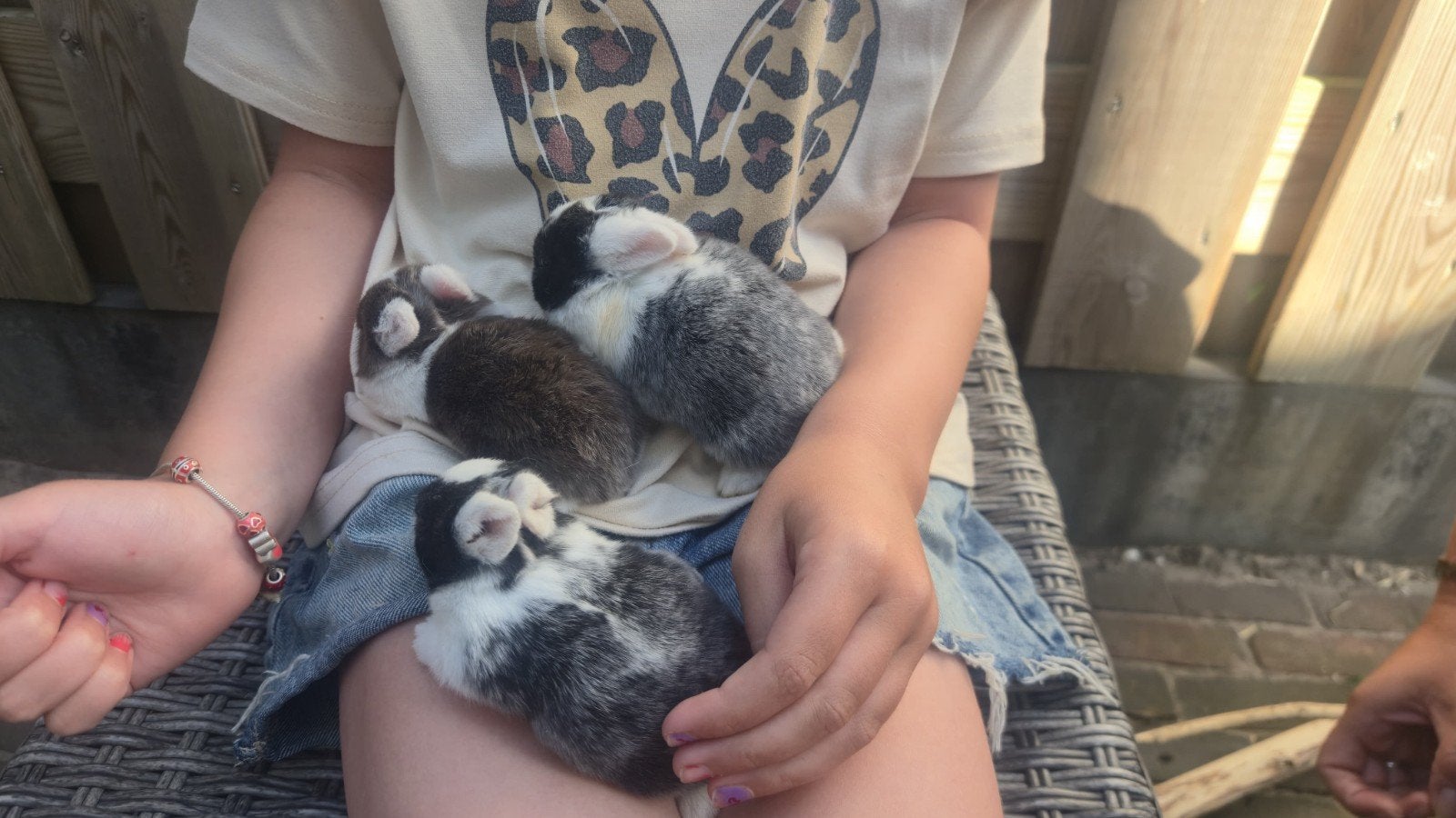 3 baby dwerg konijntjes  (dwerg x minilop), Dieren en Toebehoren, Konijnen