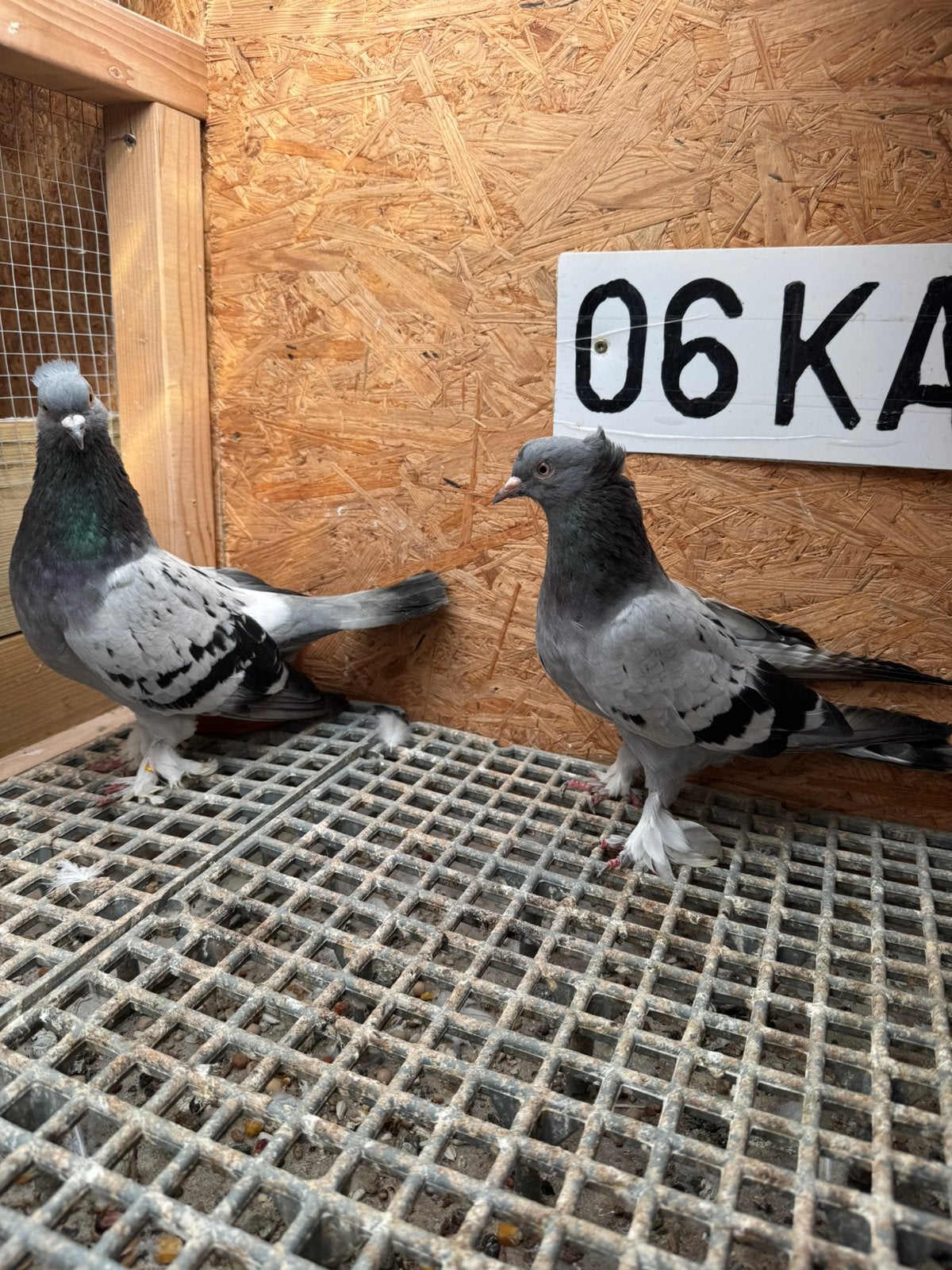 Takla, Dieren en Toebehoren, Vogels | Duiven, Meerdere dieren