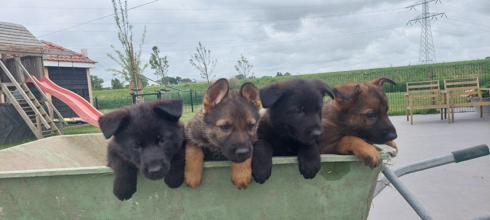 Prachtige Duitse herder pups, Dieren en Toebehoren, Honden | Herdershonden en Veedrijvers, 8 tot 15 weken, Meerdere, Meerdere dieren