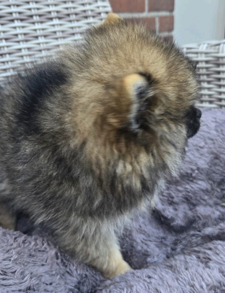 pomeriaan pup, Dieren en Toebehoren, Particulier, 15 weken tot 1 jaar, Reu, Buitenland