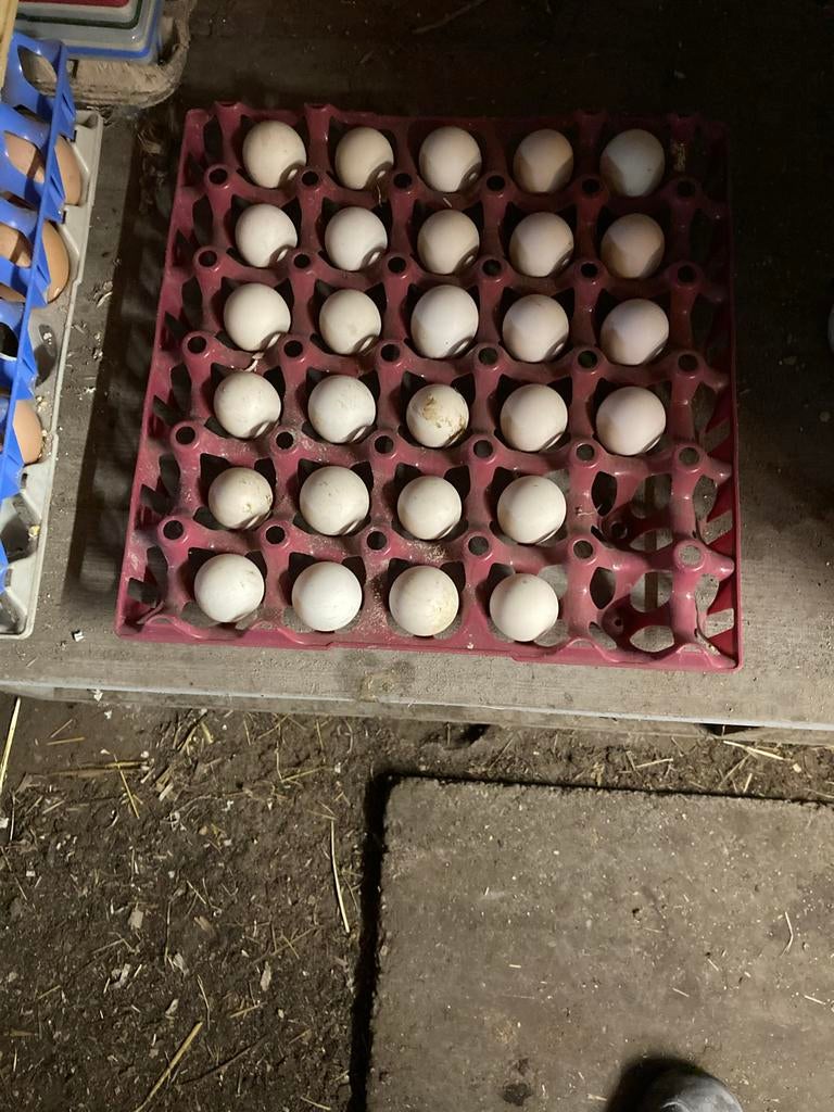 Sabelpoot porselein kleur broedeieren, Dieren en Toebehoren, Pluimvee, Geslacht onbekend, Kip