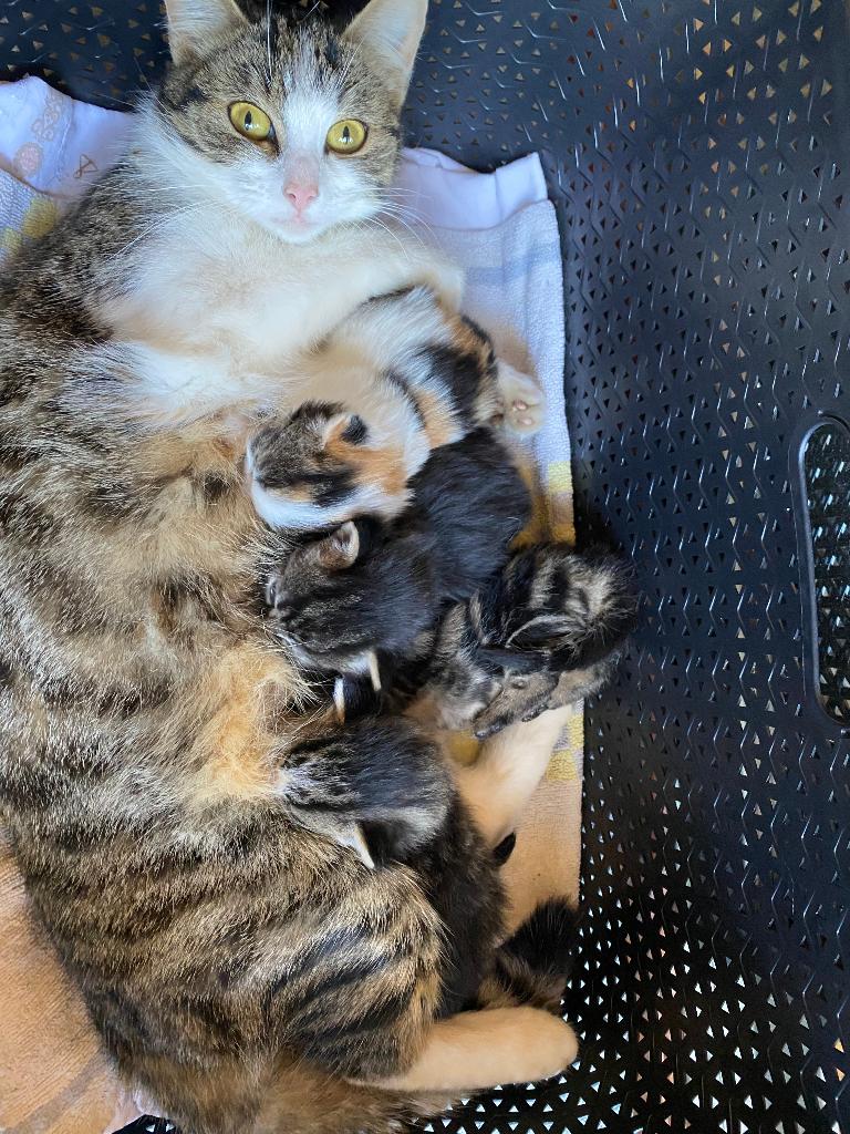 KITTENS, Dieren en Toebehoren, Katten en Kittens | Overige Katten, Poes, Kortharig, 0 tot 2 jaar