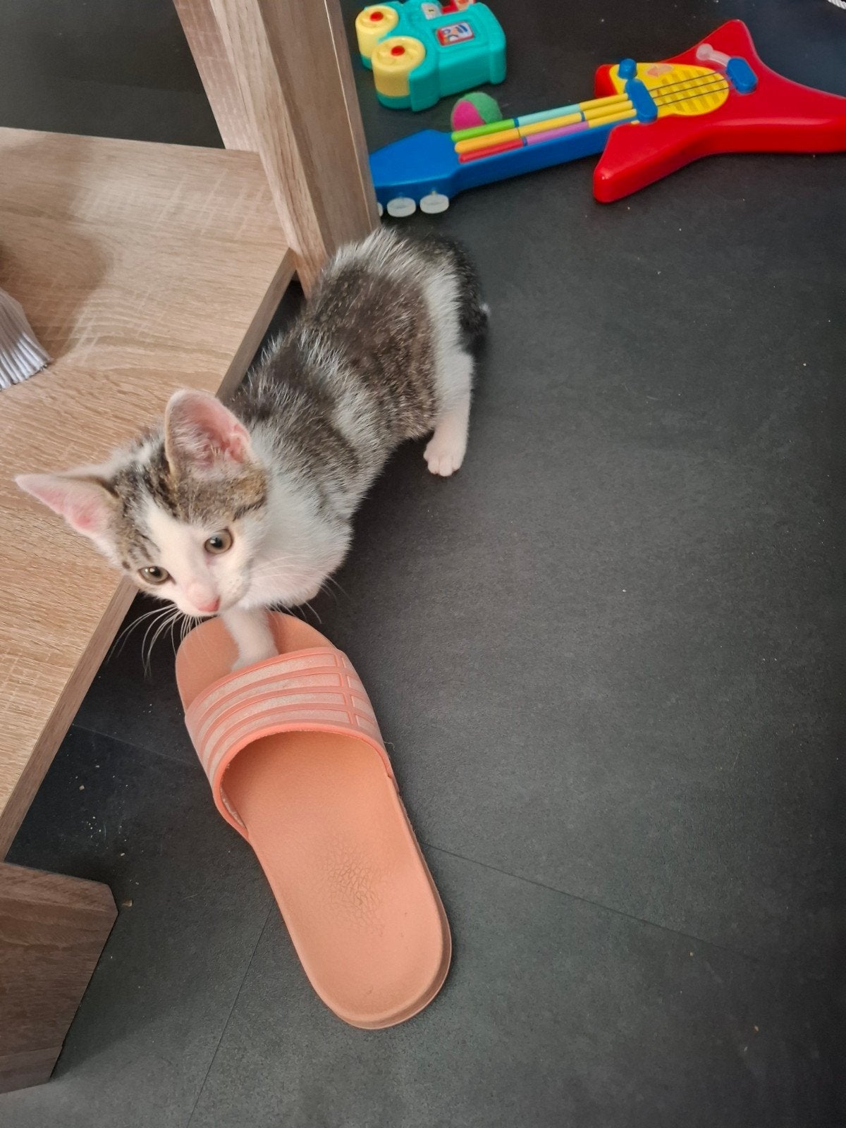 Jonge kitten, Poes, Kortharig, 0 tot 2 jaar