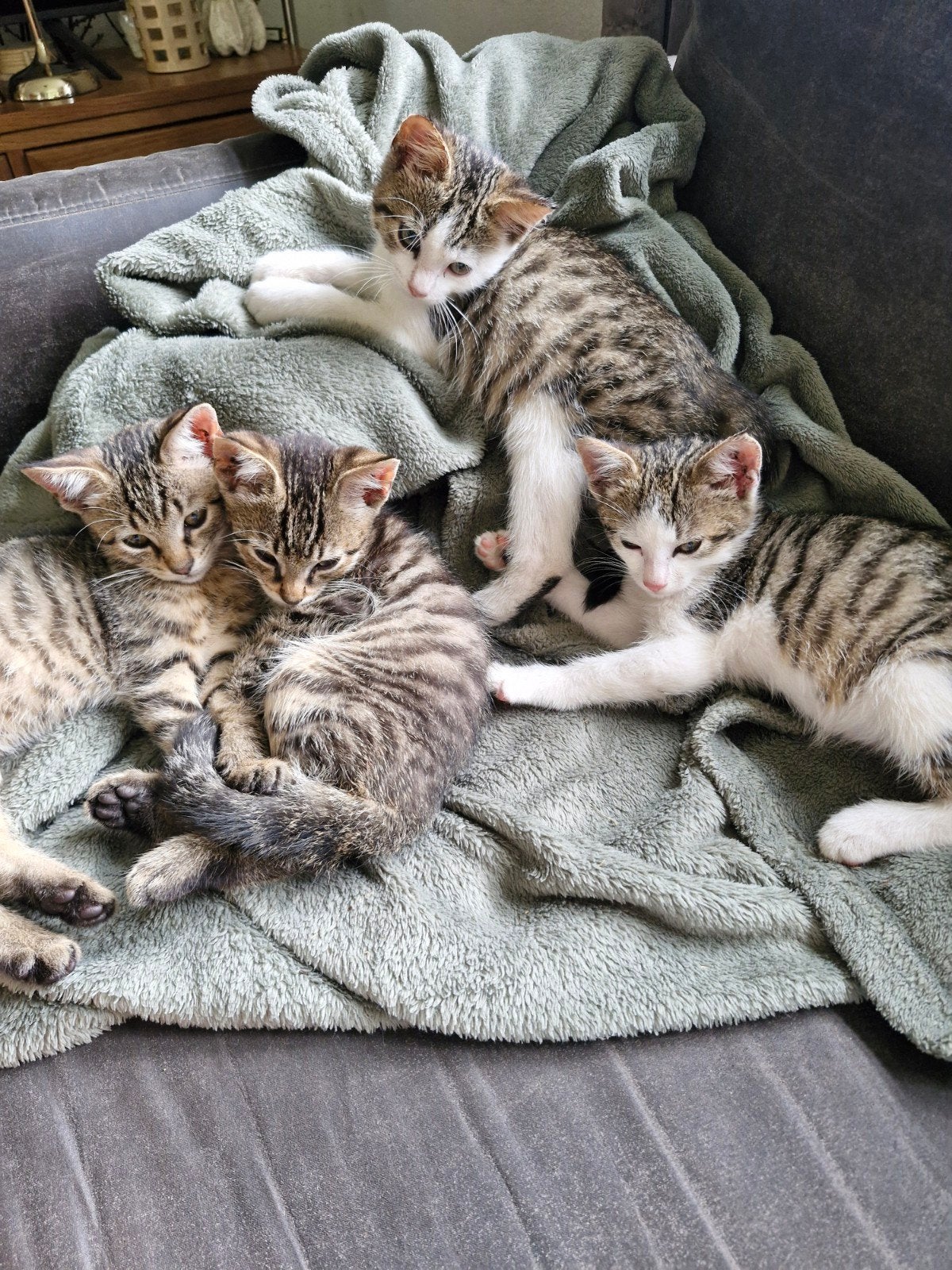 lieve speelse tijger kittens, Meerdere dieren