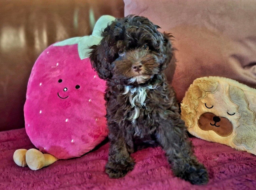 💜 Prachtige Toy Poedel Puppies 💜 💖 3 teefjes en 🩵 1 reu, Poedel, 8 tot 15 weken, Parvo, Meerdere