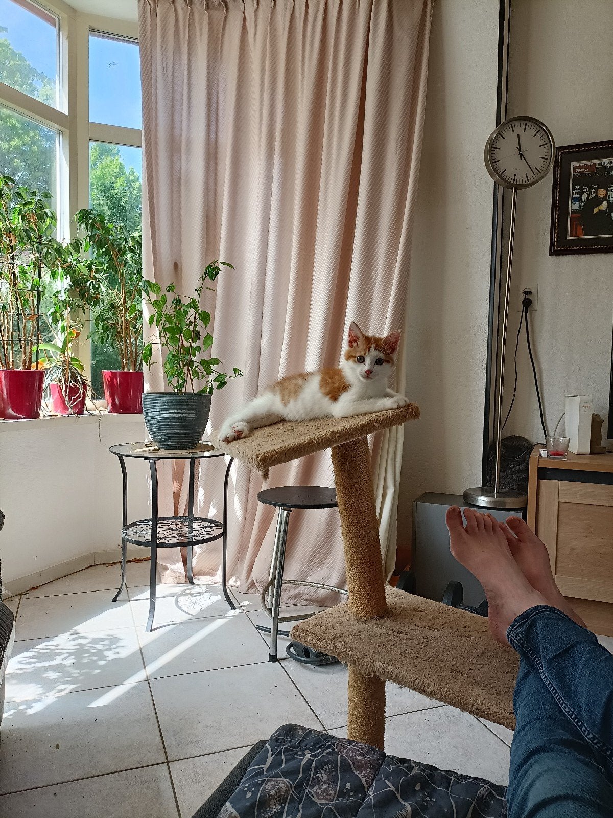 Lieve kittens, Meerdere dieren