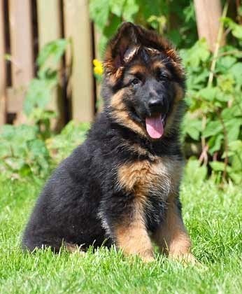 duitse herder pup 4 maand teefje ., België, Particulier, 15 weken tot 1 jaar, Teef