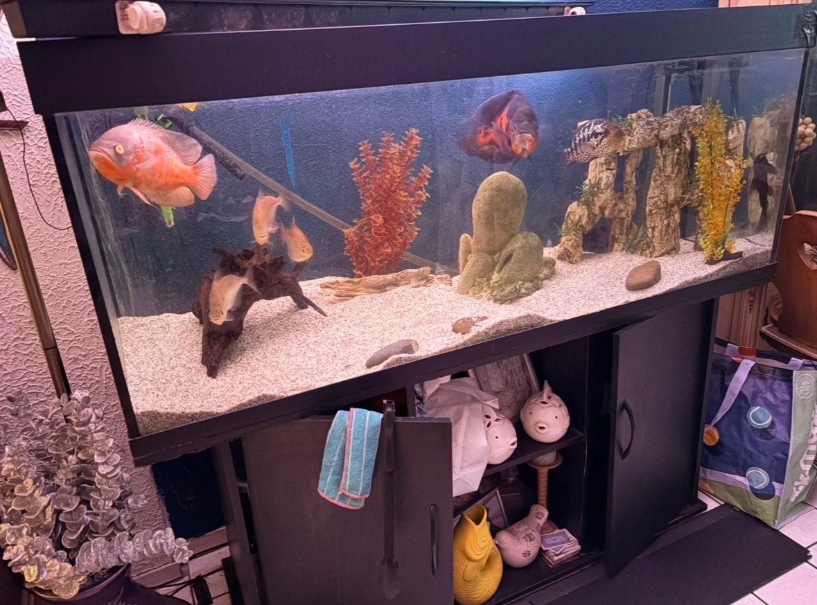 2 x leeg groot aquarium lek, Dieren en Toebehoren, Ophalen, Gebruikt, Leeg aquarium, Juwel