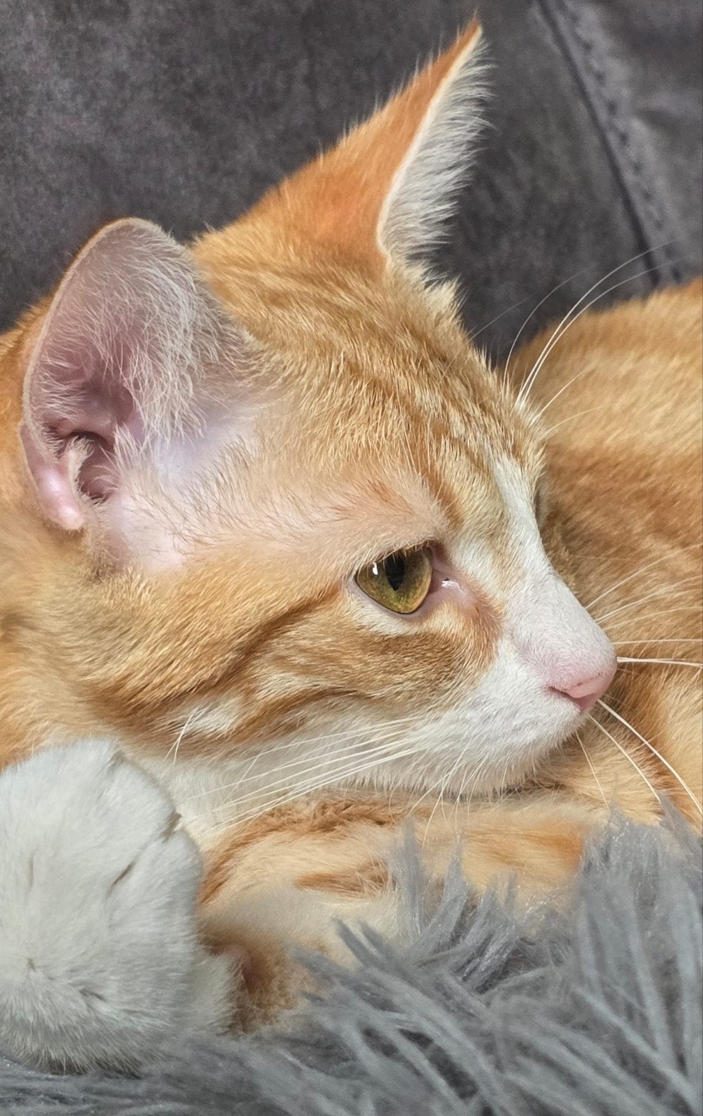 Wie heeft een goed nieuw thuis voor mijn poezen?, Poes