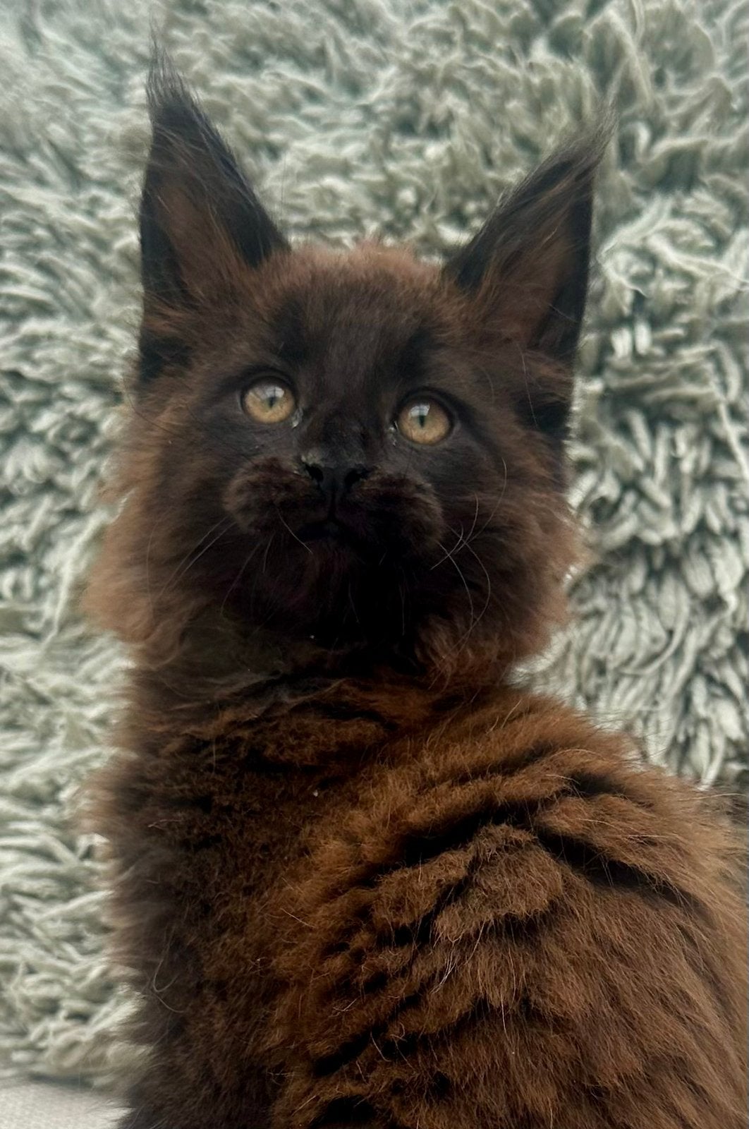 Maine Coon poesje, Poes, Met stamboom, 0 tot 2 jaar