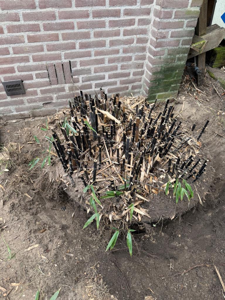 Zwarte Bamboe (Fargesia), Ophalen, Vaste plant, Siergrassen, Bloeit niet