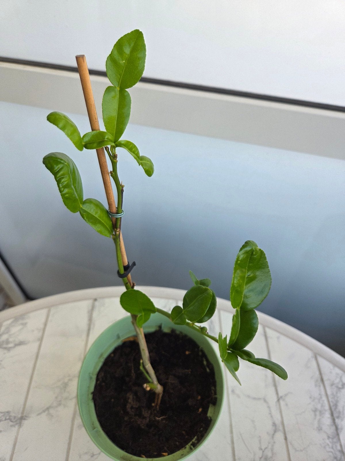 Citrus hystrix, kaffir limoen, djeroek poeroet Azia keuken, Ophalen, Kruiden, Volle zon