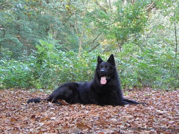 Gezocht Oudduitse herderpup, Fokker | Hobbymatig, Reu, 8 tot 15 weken, Buitenland