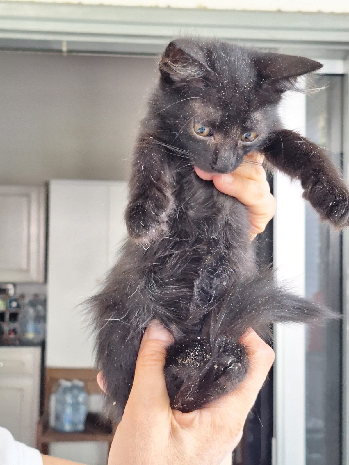 Ray 3 halve mnd (nog op cyprus) zoekt forever home, Kater